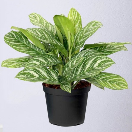 Aglaonema Commutatum